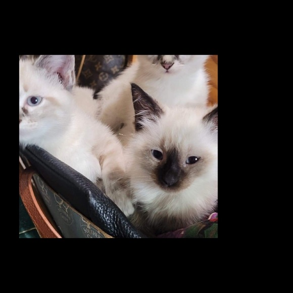 Meet your Posher, Liza - Picture 1 of 1